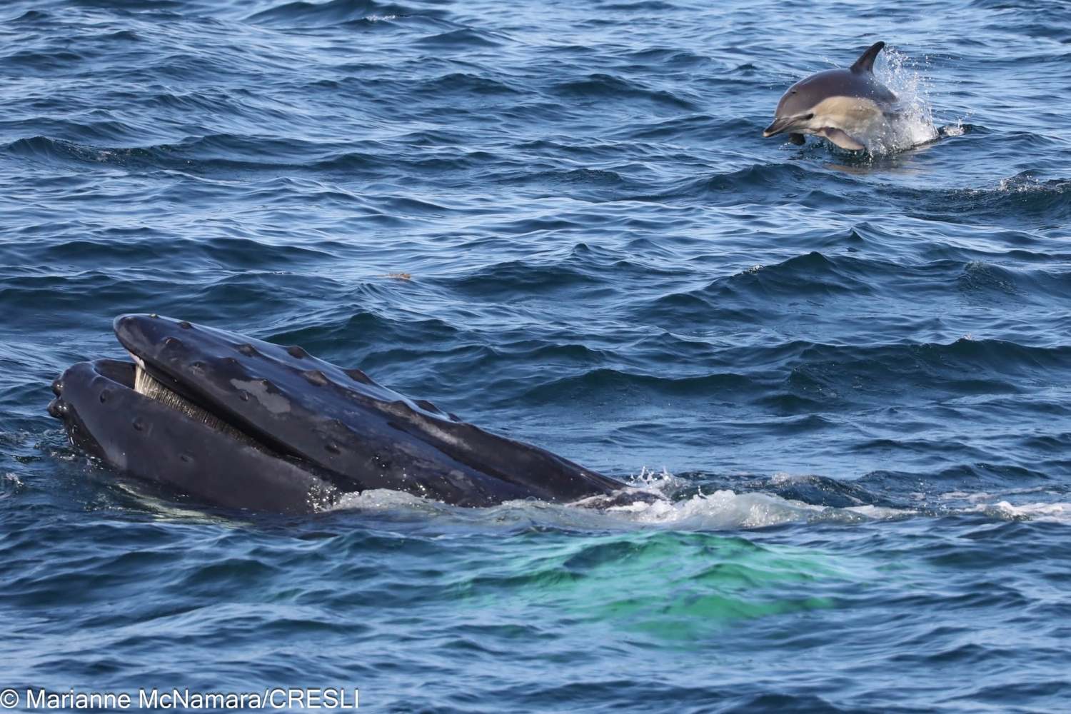 Whale surfacing with mouth open near a jumping dolphin in the ocean.