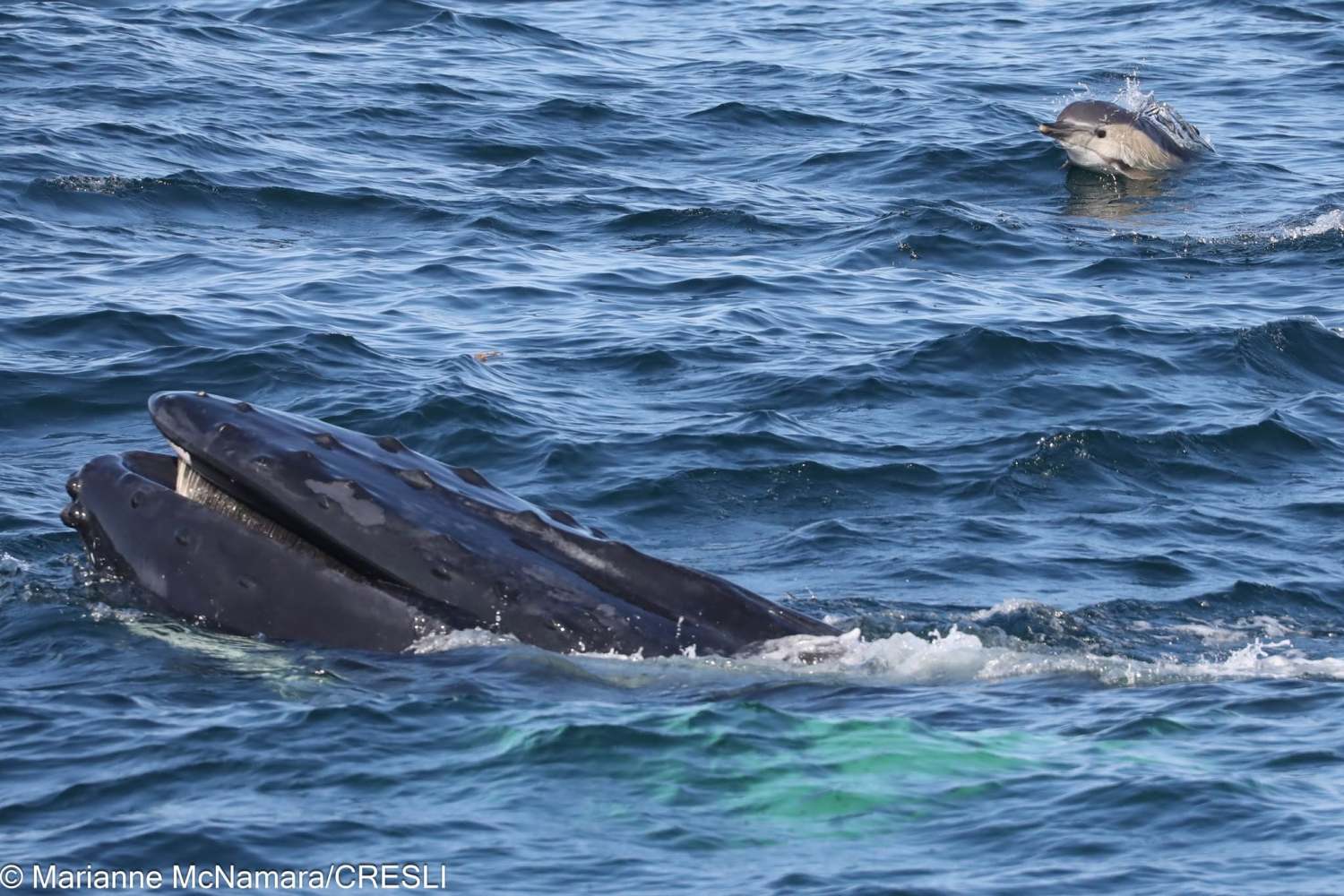 Whale surfacing with mouth open, dolphin nearby in ocean.