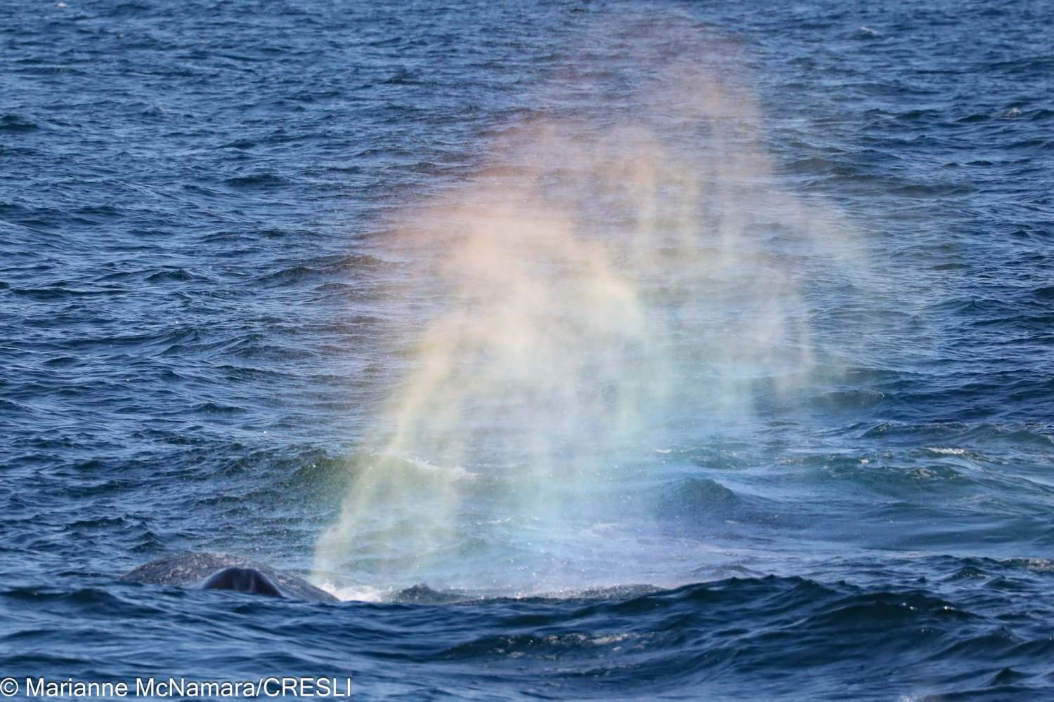 Whale spouting water creates rainbow over ocean surface.