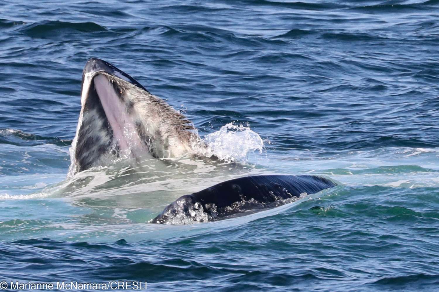 Whale partially surfacing in ocean, mouth open with water splashing.