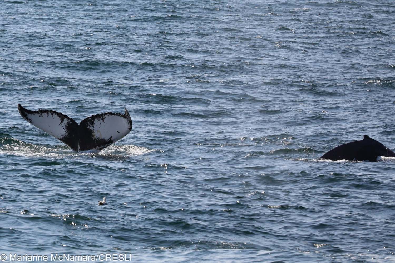 Humpback whale's tail above water, another whale partially submerged, in the ocean.