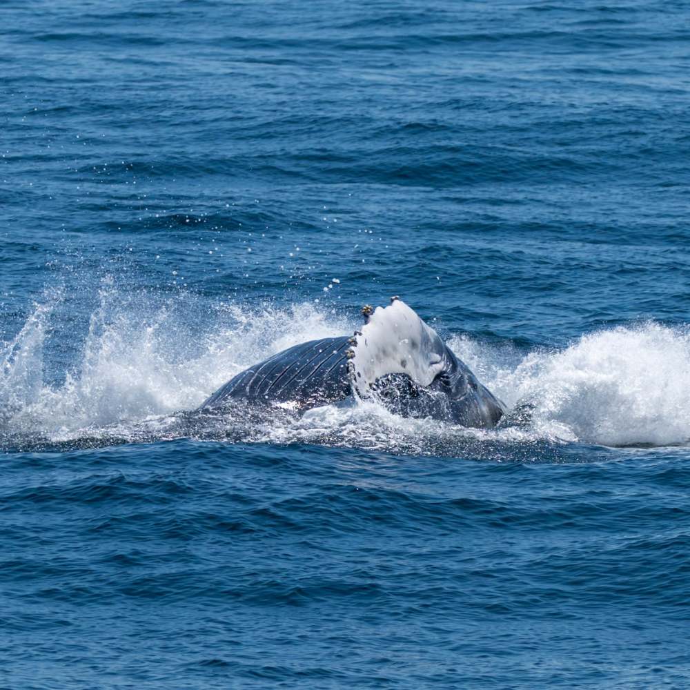 Humpback whale breaching ocean surface, water splashing around.