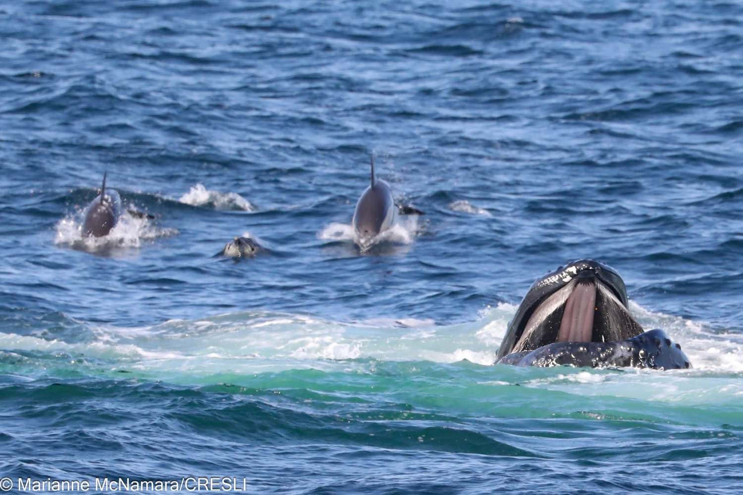 Humpback whale feeding with dolphins swimming nearby in the ocean.