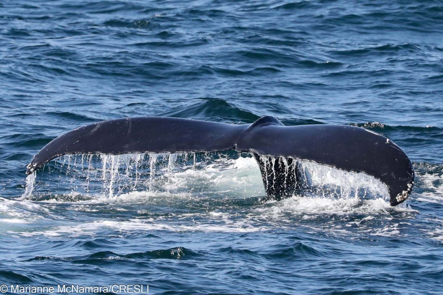 Whale tail emerging from ocean water with splashes.