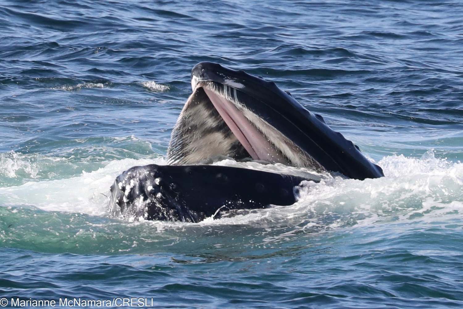 Whale breaching water surface with open mouth in ocean.