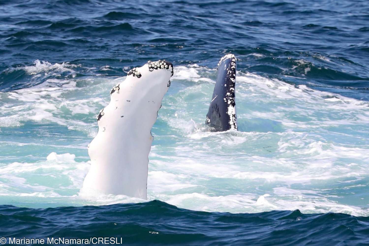 Two whale fins protruding from ocean water with white foam.