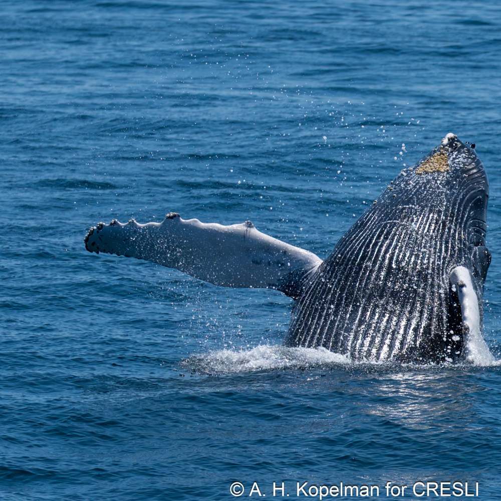 Humpback whale breaching in blue ocean water under clear sky.