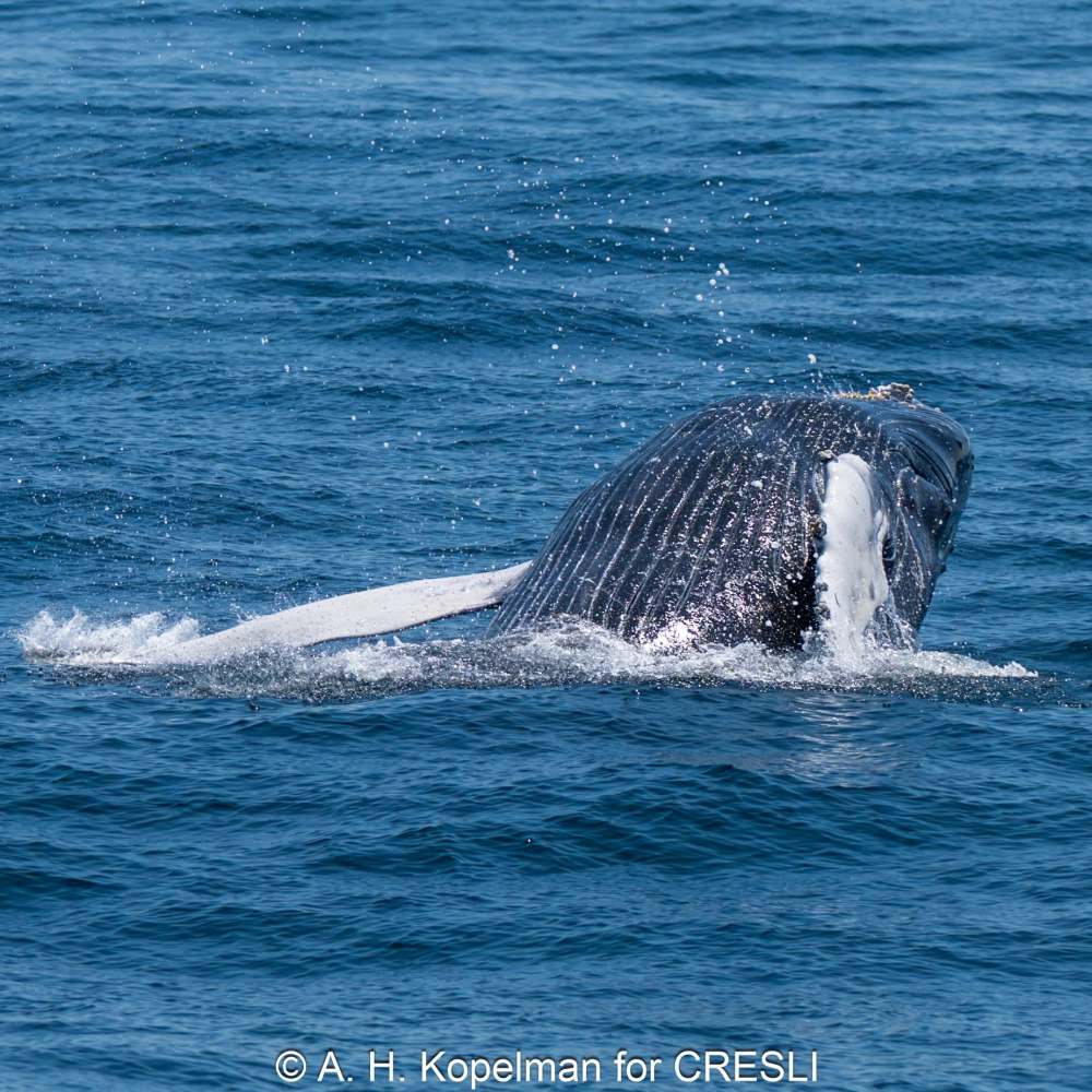 Humpback whale diving, showing its tail above the ocean surface.