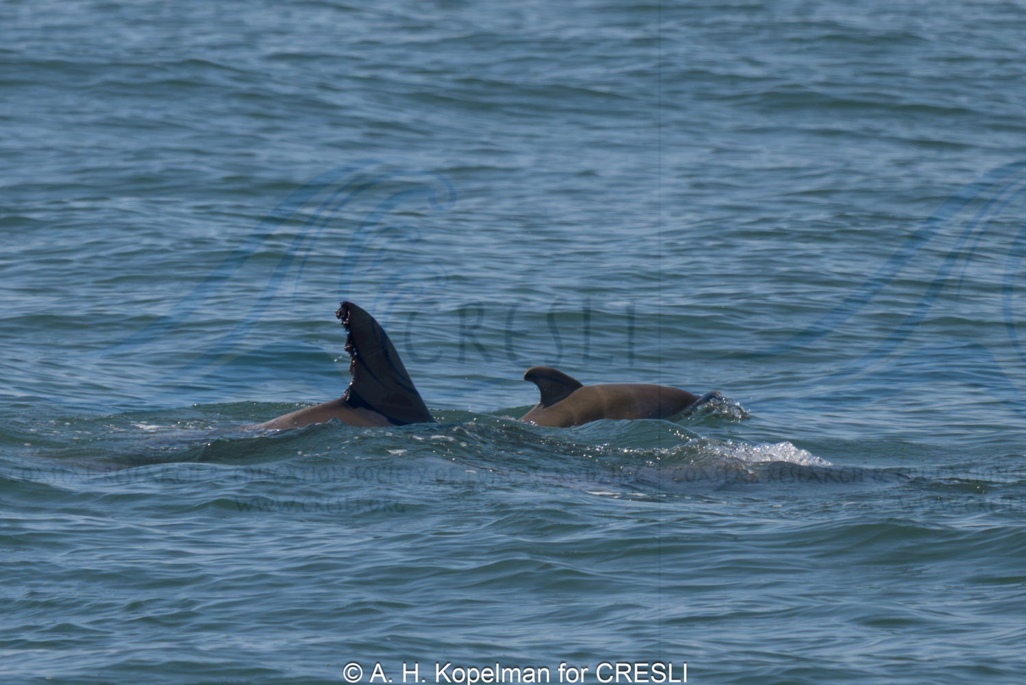 Two dolphins swimming in the ocean with dorsal fins visible.