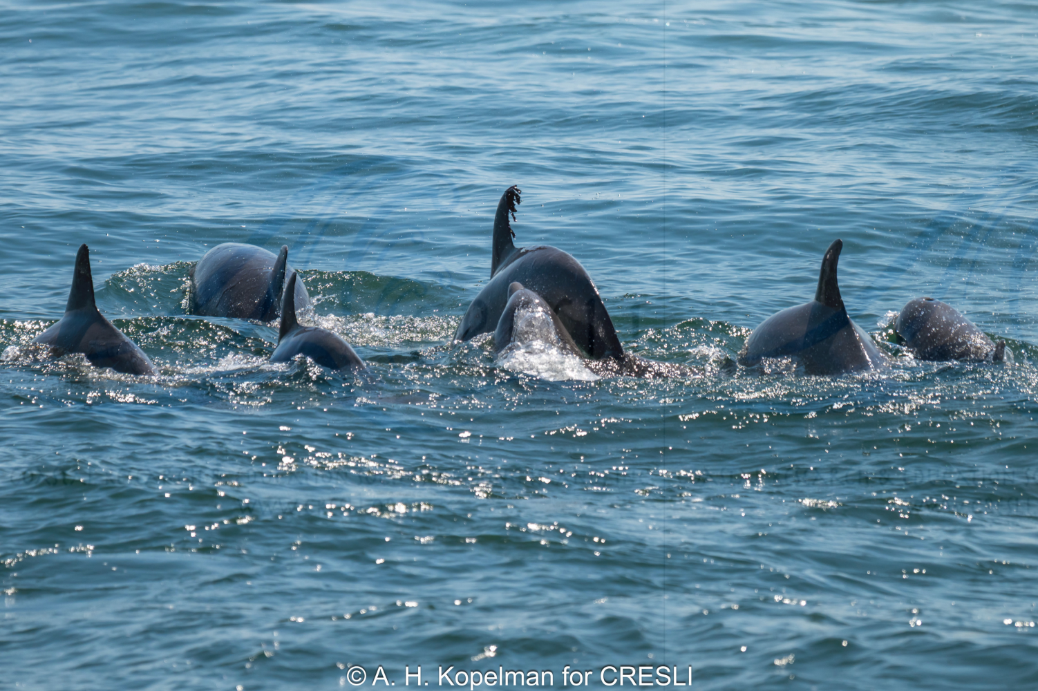 Group of dolphins swimming in the ocean.