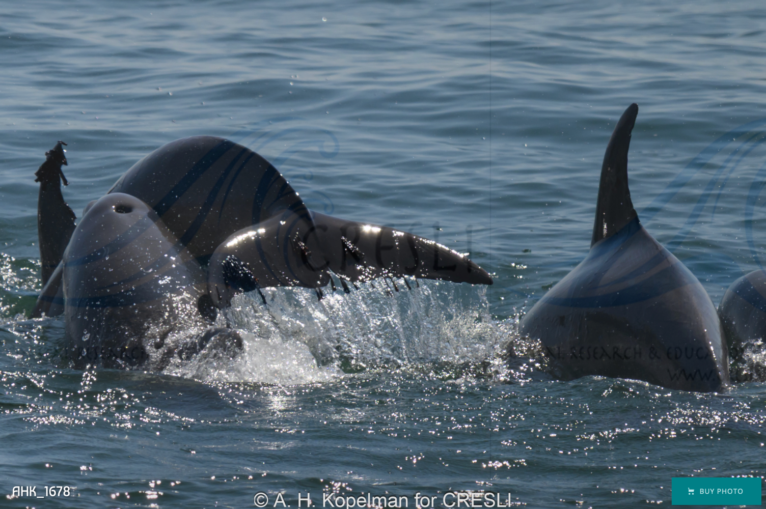 Dolphins swimming with fins and tails visible above water surface.