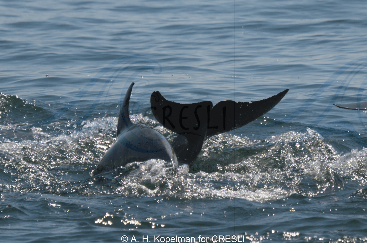 Dolphin fins above water in the ocean.
