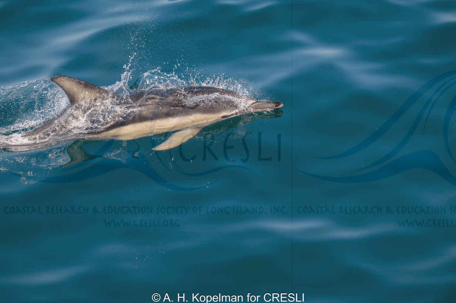 Dolphin swimming at the ocean surface, creating a splash.