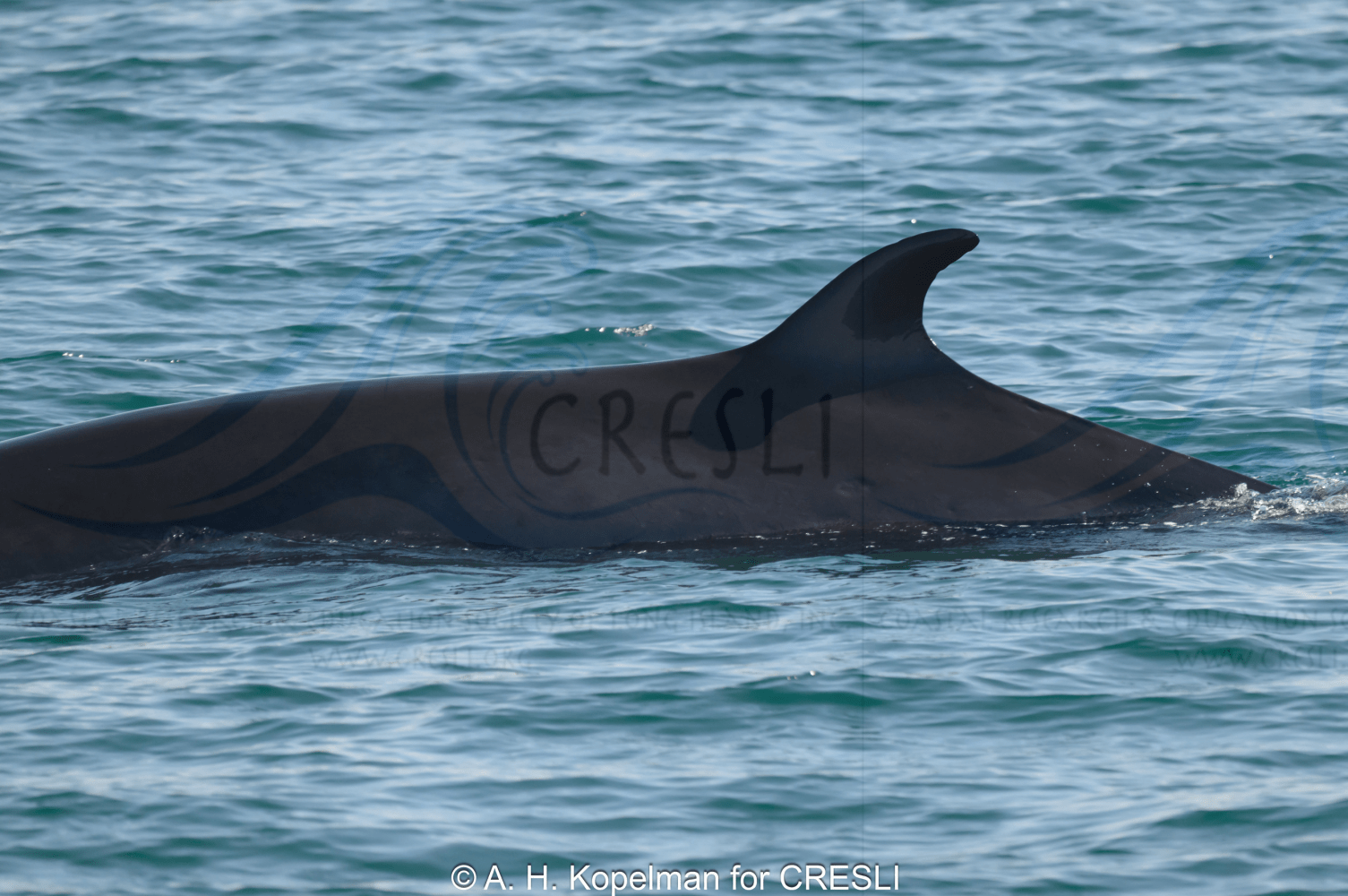 Close-up of a whale's dorsal fin above water.