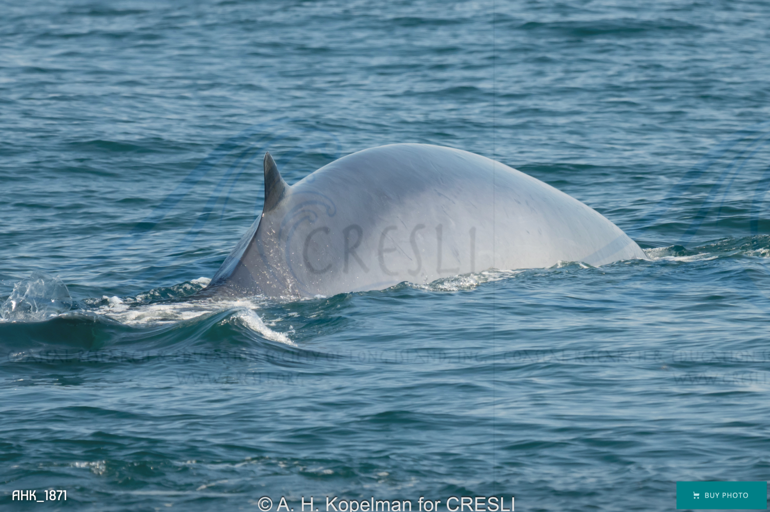 Whale partially submerged in the ocean, dorsal fin and back visible.