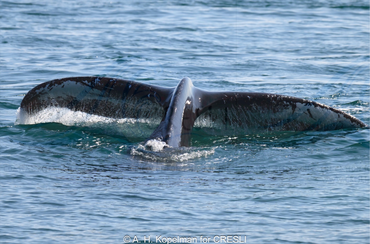 Whale tail surfacing in ocean water.