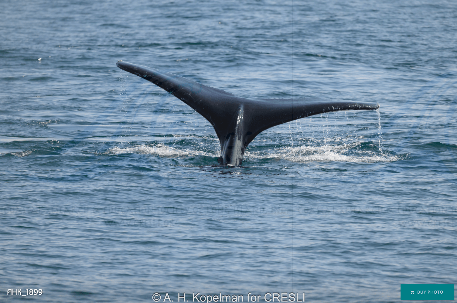 Whale tail above water surface, ocean background.