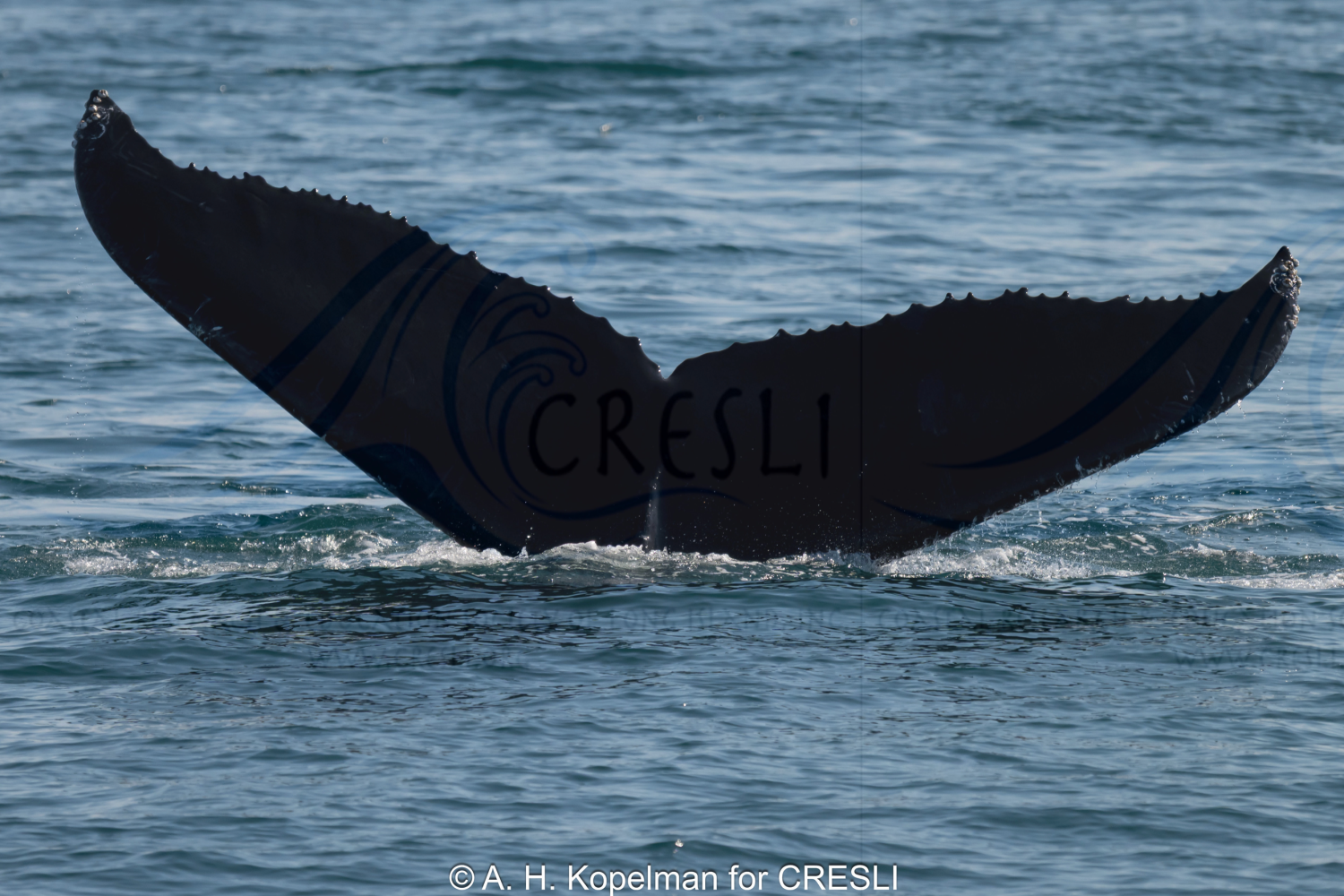 Silhouette of a whale's fluke above the water surface.