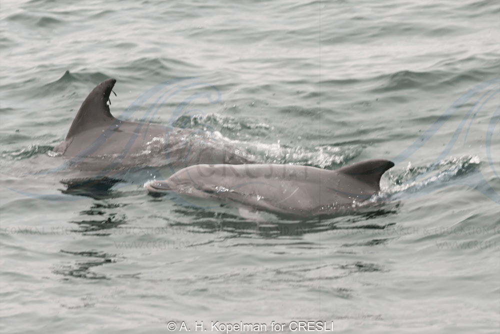 Two dolphins swimming close together in the ocean.