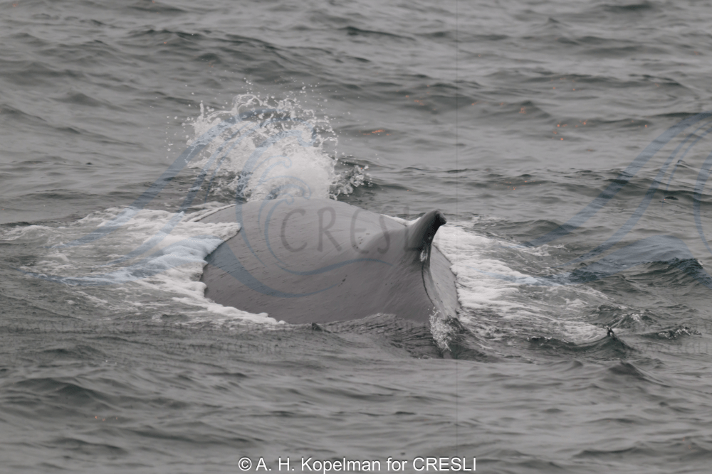 Whale surfacing in ocean with water splashing around it.