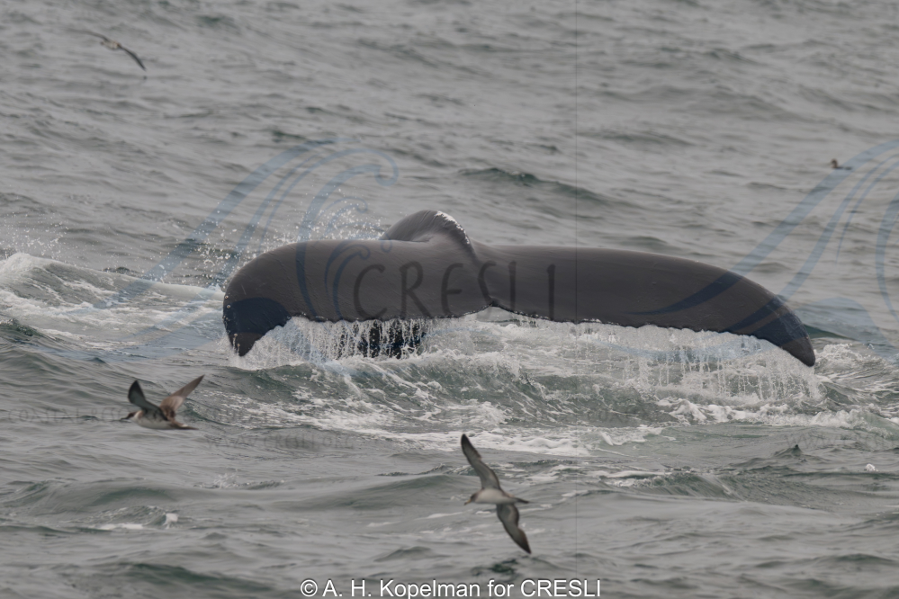 Whale tail arching above ocean waves, with birds flying nearby.