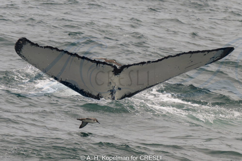Whale tail above ocean waves with a bird flying nearby.