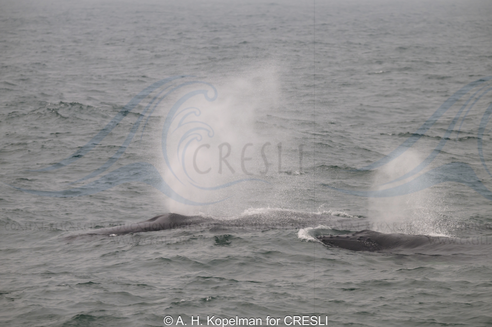 Two whales surfacing and spouting water in the ocean.
