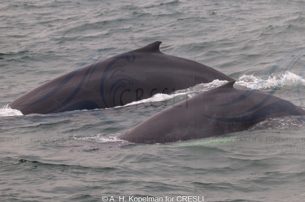 Two whales swimming near the ocean surface.