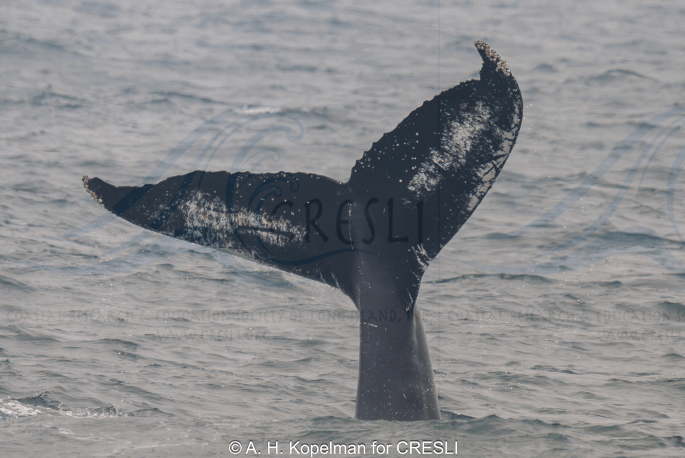Whale tail emerging from ocean water, showing distinct markings.