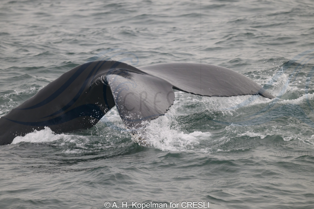 Whale tail emerging from ocean waves.