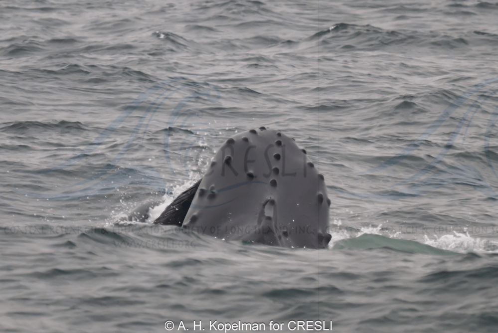 Humpback whale surfacing in choppy ocean water.