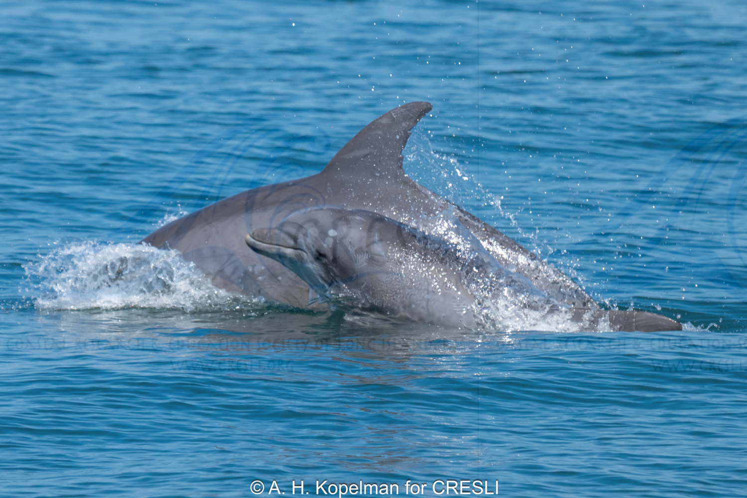 Two dolphins swimming in the ocean, partially submerged.