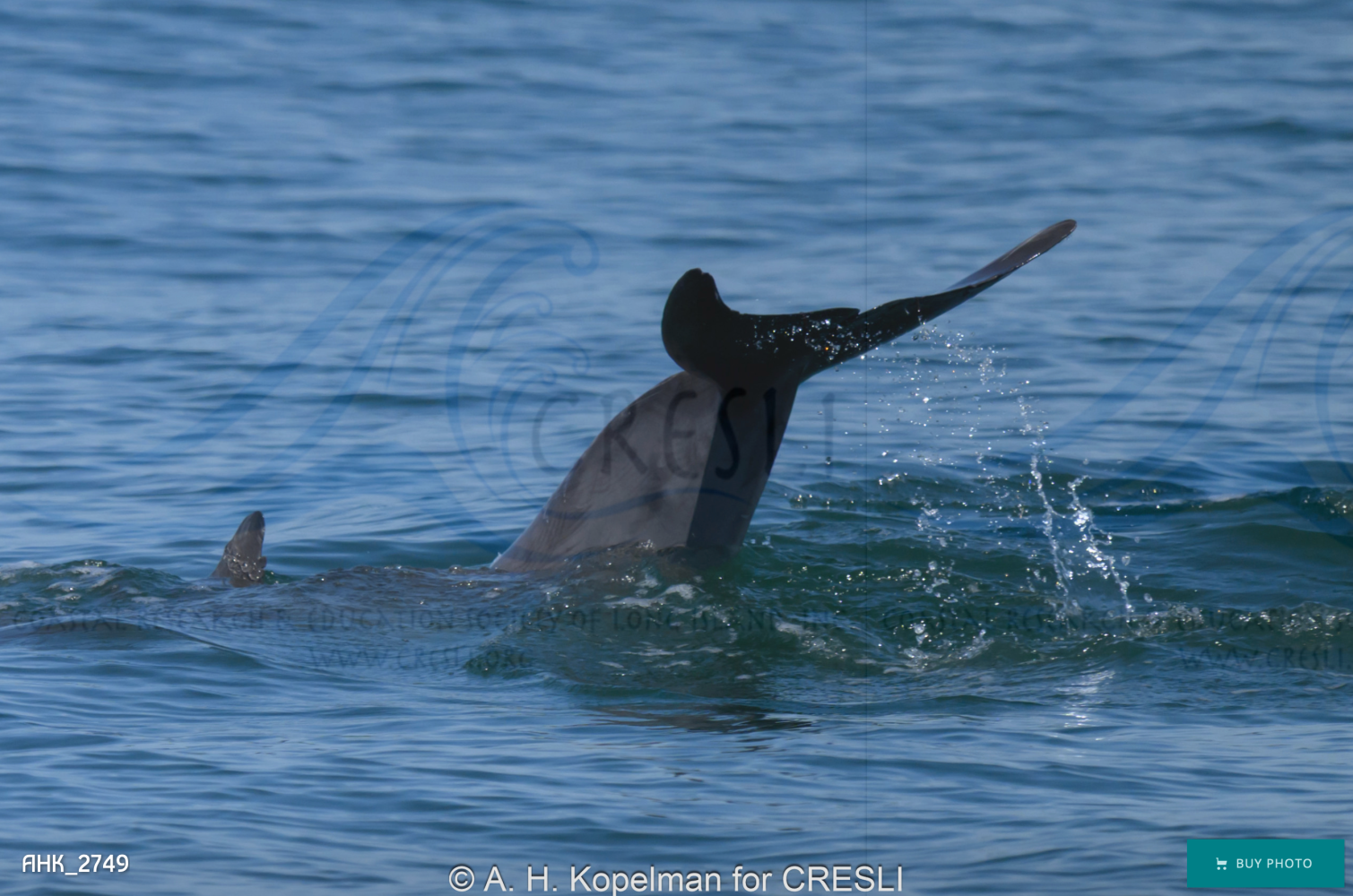 Dolphin tail fluke emerging from the ocean water.