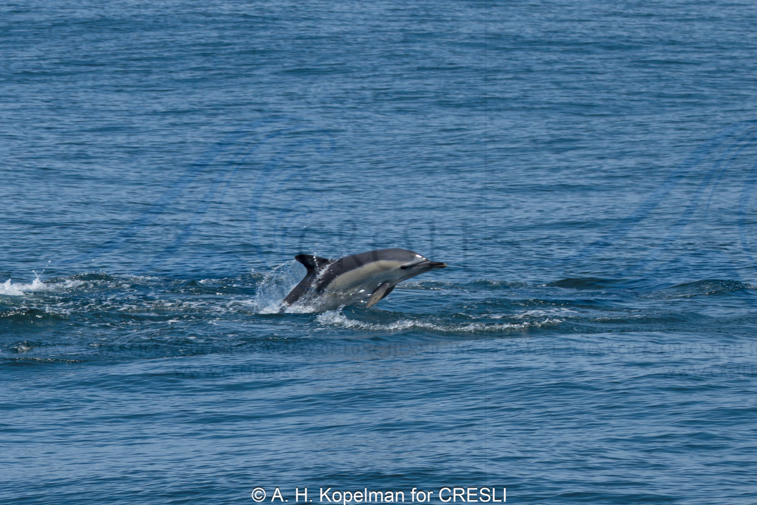 Dolphin leaping out of the ocean, creating a splash.
