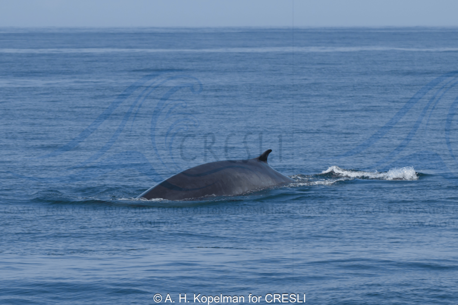 A whale partially submerged in calm ocean waters.