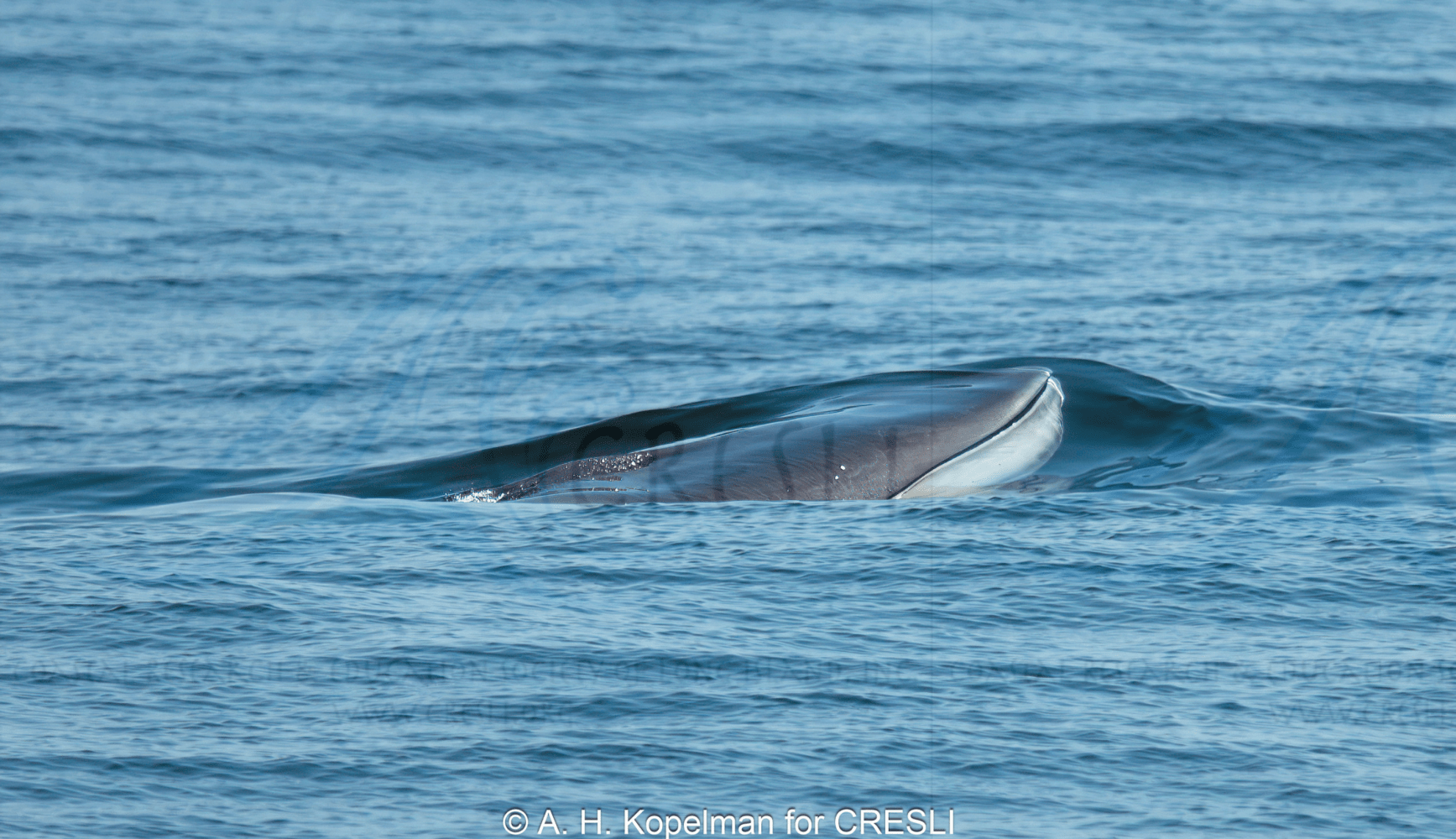 Whale surfacing in calm ocean water, showing part of its head and body.