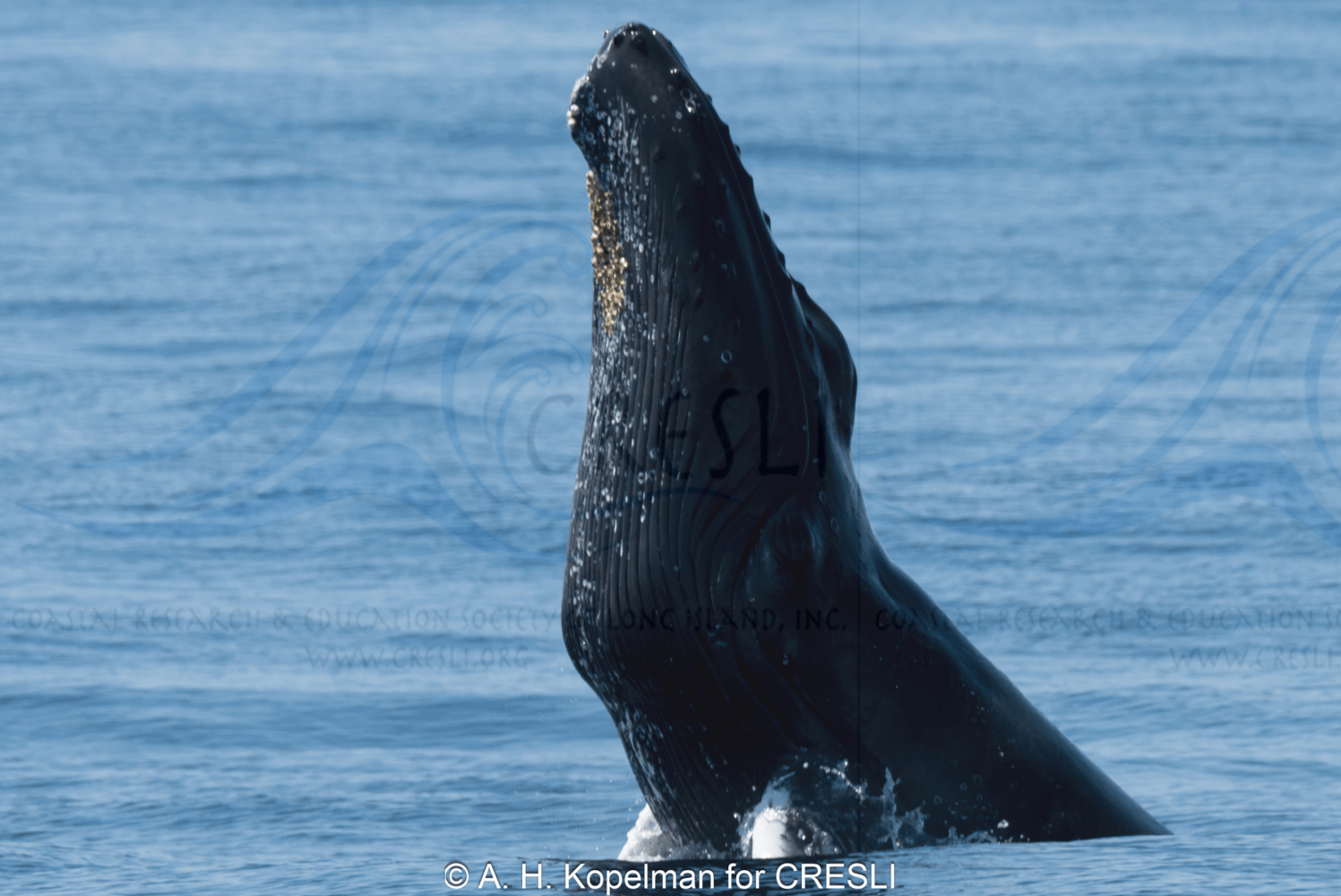 Humpback whale breaching vertically from the ocean surface.