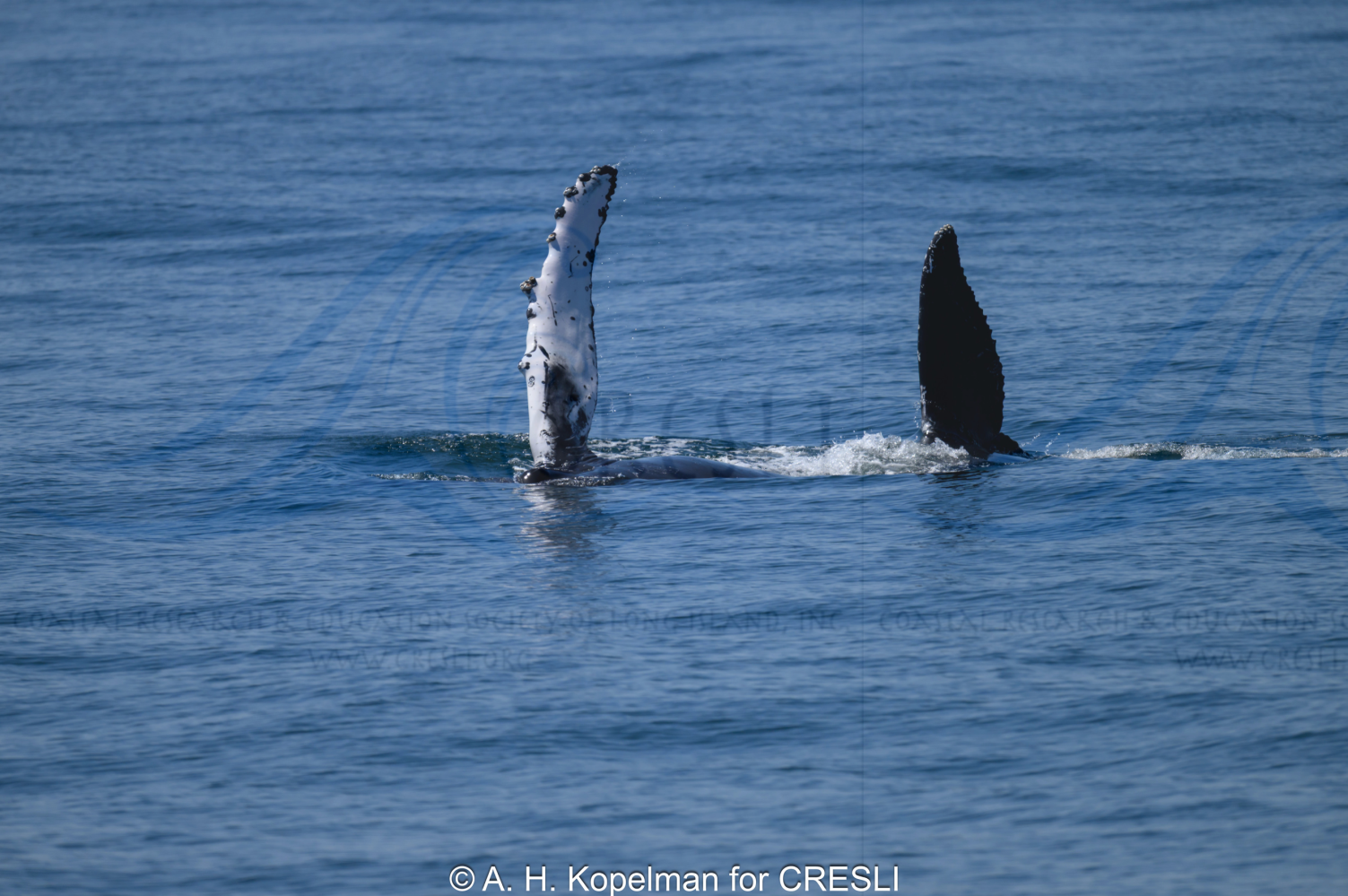 Two whale flippers visible above ocean surface.