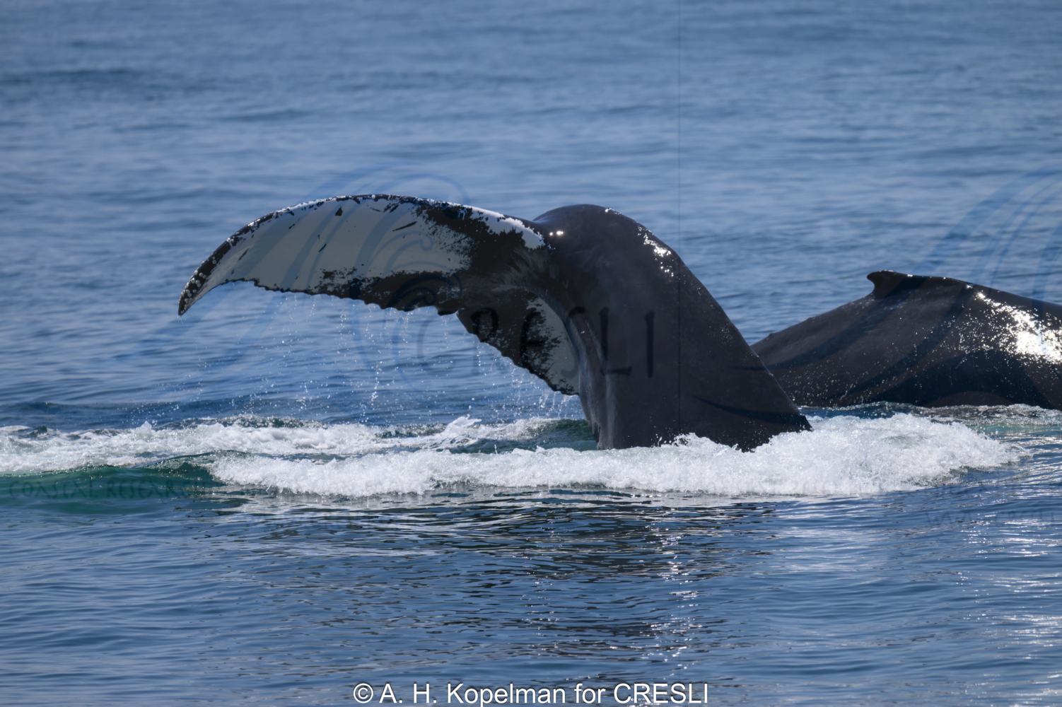 Whale tail emerging from ocean water.