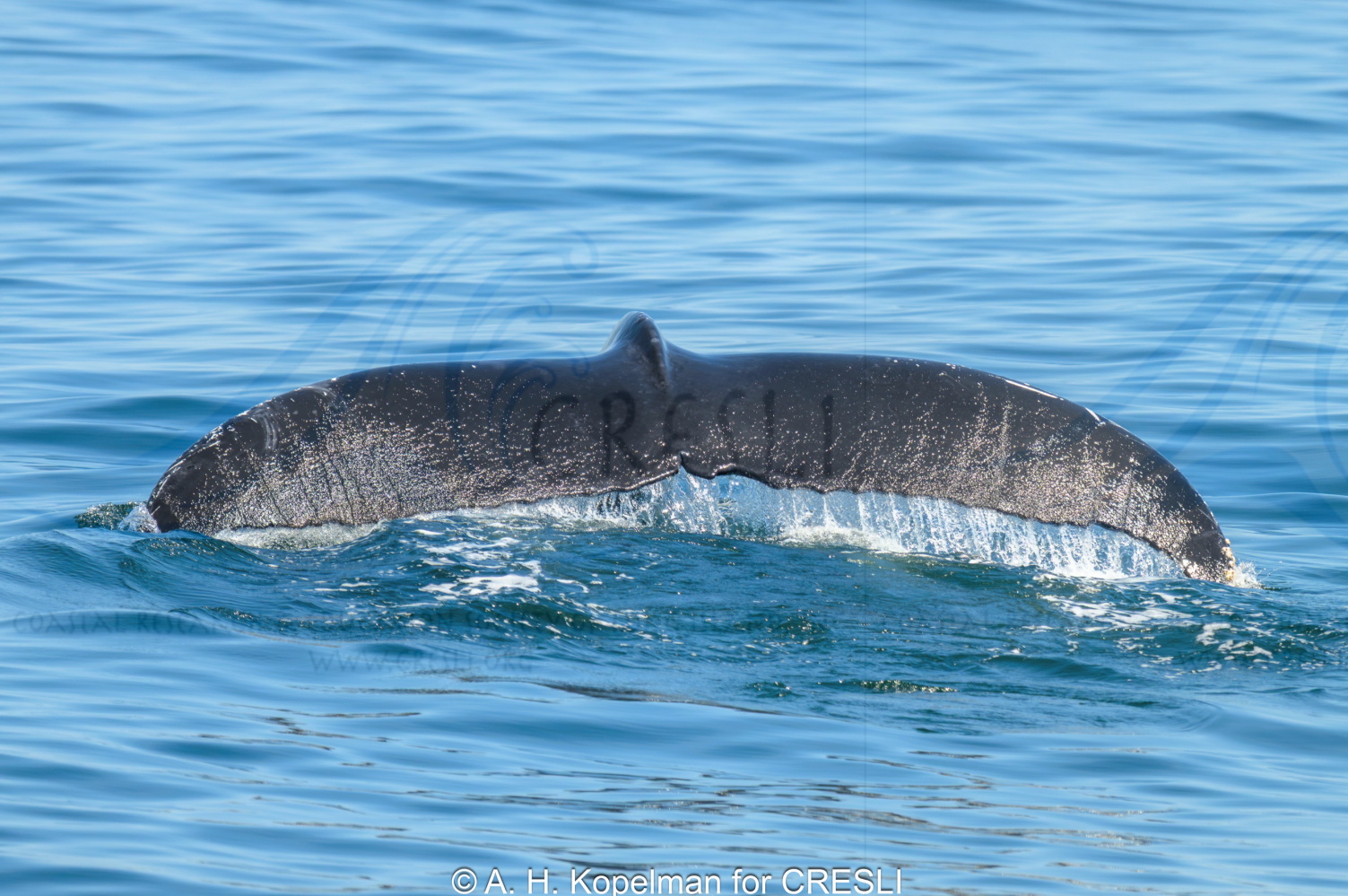 Whale tail above water surface in ocean