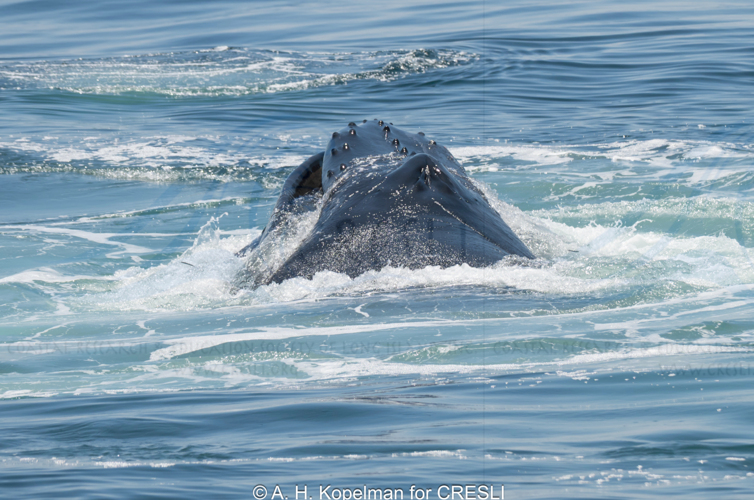 Whale surfacing with open mouth, surrounded by ocean water.