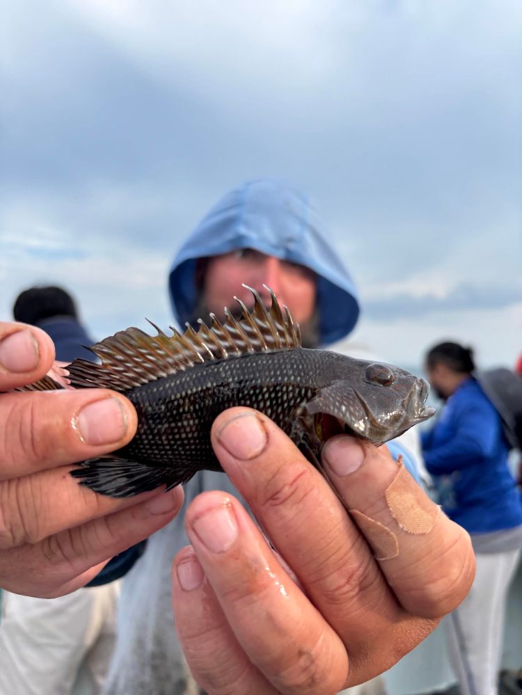 Person holding a small fish with spiky fins, wearing a blue hoodie.