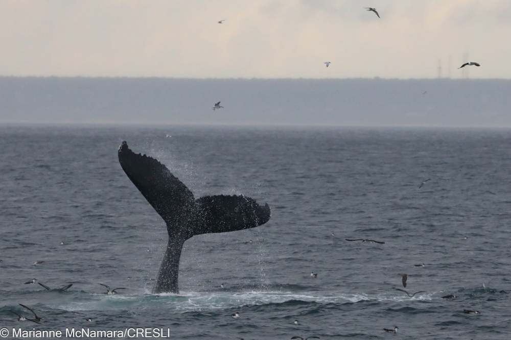 Humpback whale tail above ocean, surrounded by seagulls.