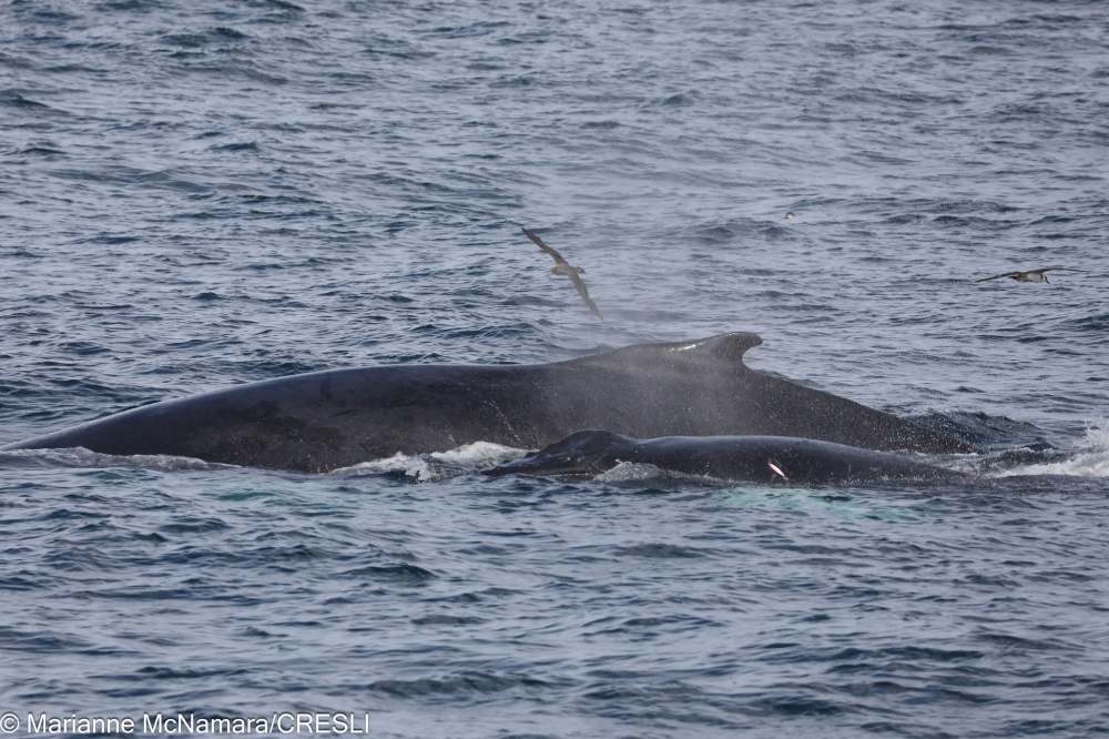 Two whales surfacing in the ocean with seagulls flying nearby.