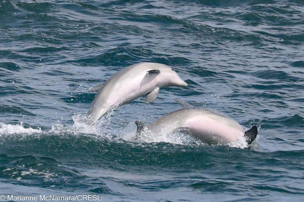 Two dolphins jumping out of the ocean water.