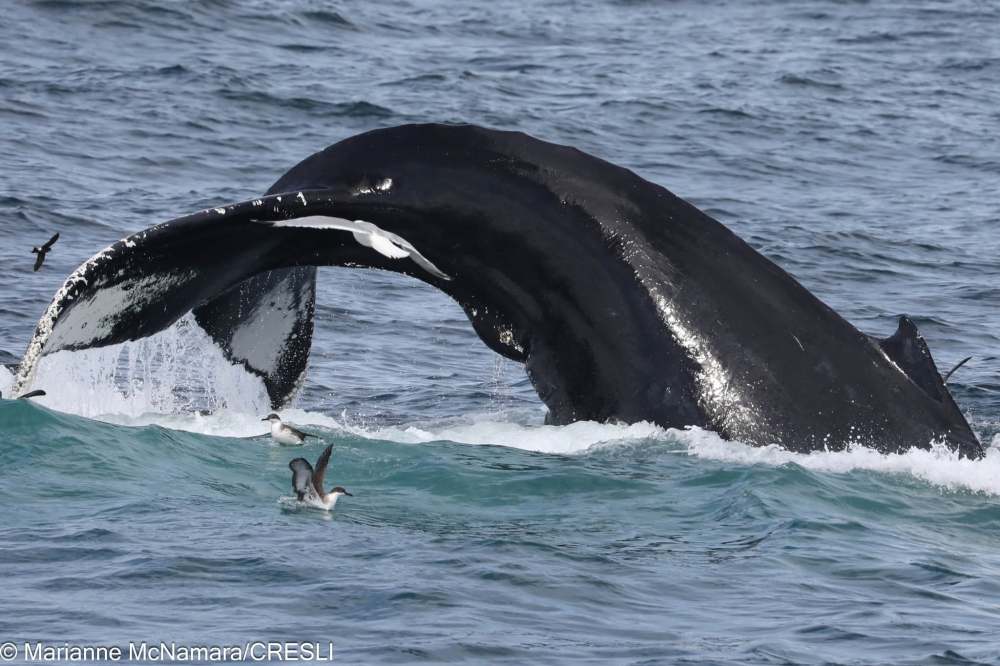 Humpback whale tail above ocean surface with birds flying nearby.