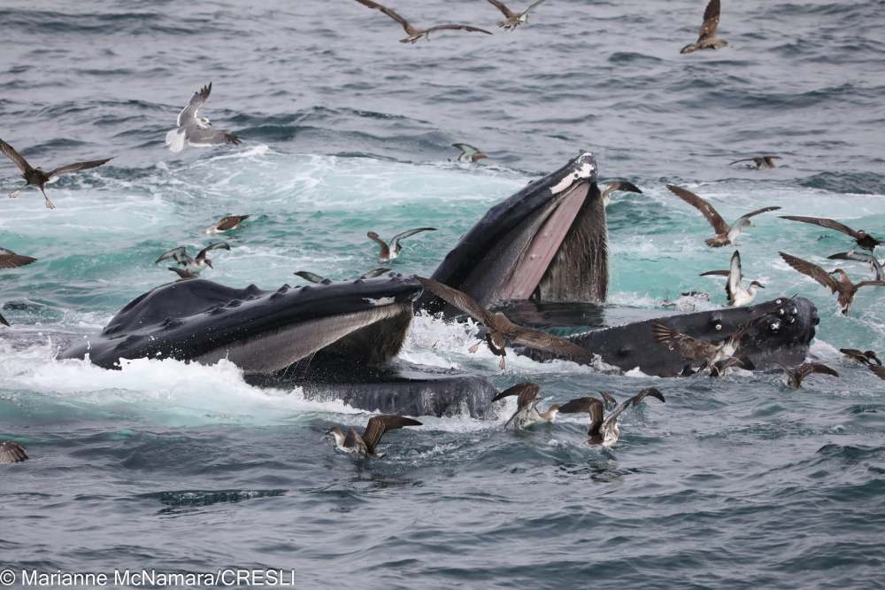 Humpback whales feeding surrounded by seagulls in ocean waves.