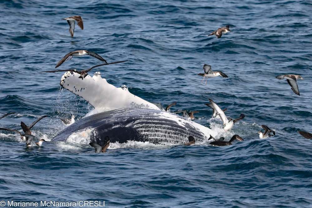 Humpback whale surfacing in ocean with flock of seabirds flying nearby.