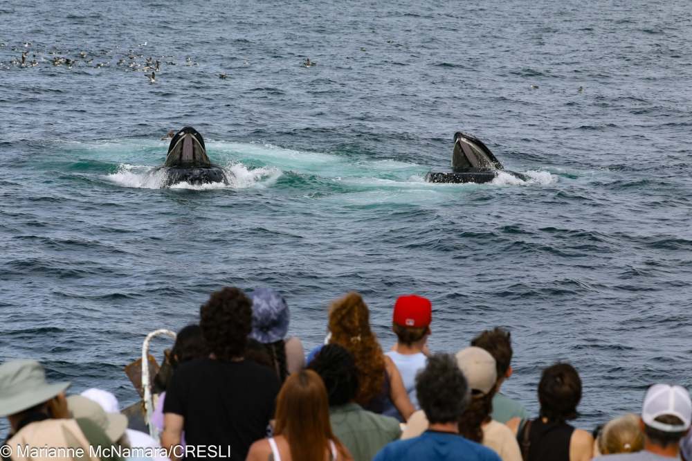 Crowd watching two whales breaching in the ocean.