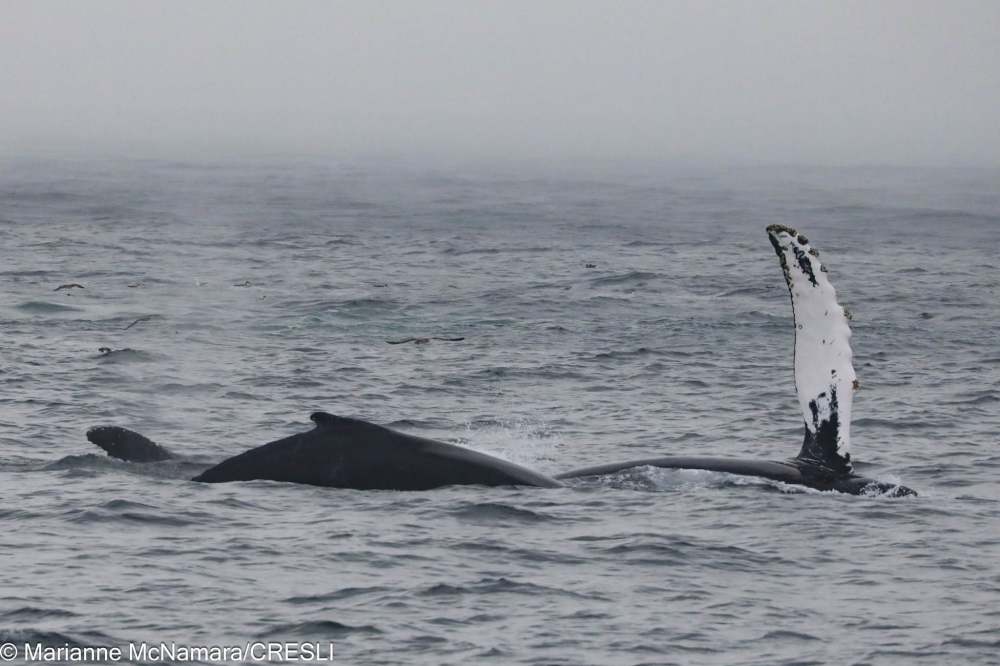 Humpback whale surfacing in the ocean with fin raised.